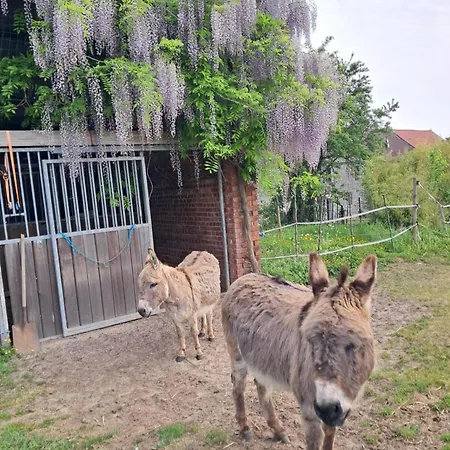 Les Petits Sabots En Appartement *